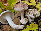 Hygrophorus russula