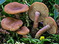 Lactarius cremor