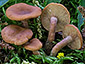 Lactarius cremor