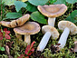 Russula versicolor