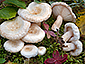 Lactarius scoticus