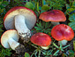 Russula nana