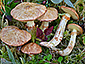 Suillus flavidus