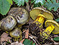 Cortinarius odoratus