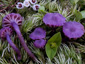 Chromosera viola