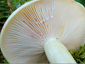 Lactarius flavopalustris