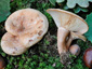 Lactarius fraxineus