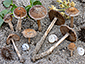 Psathyrella ammophila
