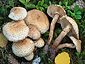 Pholiota lundbergii