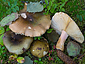 Russula clavipes