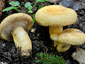 Lactarius repraesentaneus