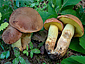 Boletus appendiculatus