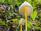 Mycena epipterygia