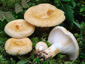 Lactarius auriolla