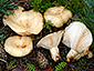 Lactarius pseudoscrobiculatus