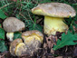 Boletus fechtneri