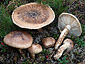 Tricholoma matsutake