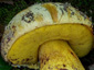 Boletus torosus