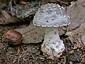 Amanita excelsa var. spissa