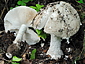 Amanita strobiliformis