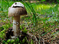 Amanita vaginata sl