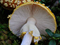 Amanita regalis