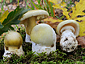 Amanita phalloides