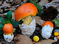 Amanita caesarea