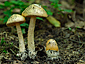 Amanita crocea