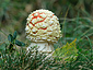 Amanita muscaria