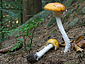 Amanita muscaria var. aureola