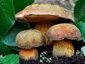 Boletus luridus