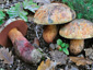 Boletus luteocupreus