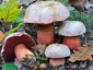 Boletus rhodoxanthus