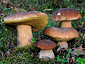 Boletus edulis