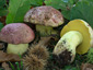 Boletus regius