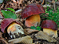 Boletus dupainii