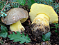 Boletus fechtneri