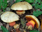 Boletus satanas