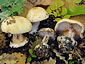 Cortinarius rapaceus