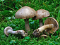 Cortinarius azureovelatus