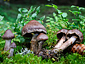 Cortinarius brunneus