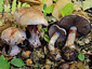 Cortinarius rufo-olivaceus