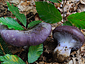 Cortinarius cumatilis