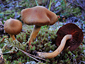 Cortinarius semisanguineus