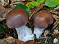 Cortinarius praestans