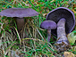 Cortinarius violaceus