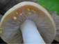 Lactarius chrysorrheus