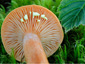 Lactarius lapponicus (= duplicatus)