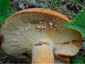 Lactarius volemus